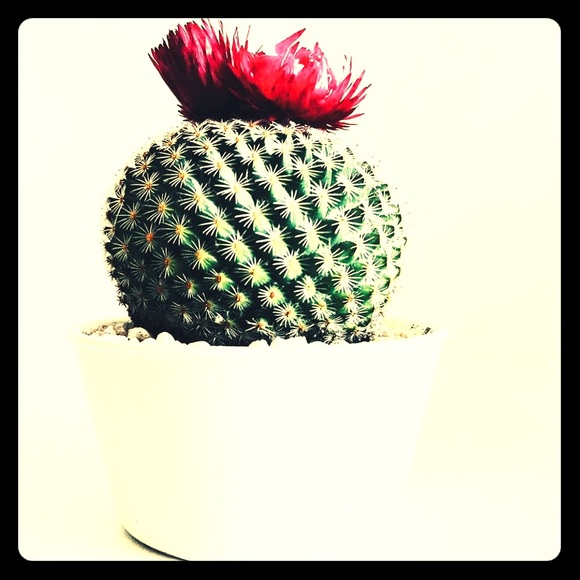 Meet your Posher, Taylor - Picture 1 of 1